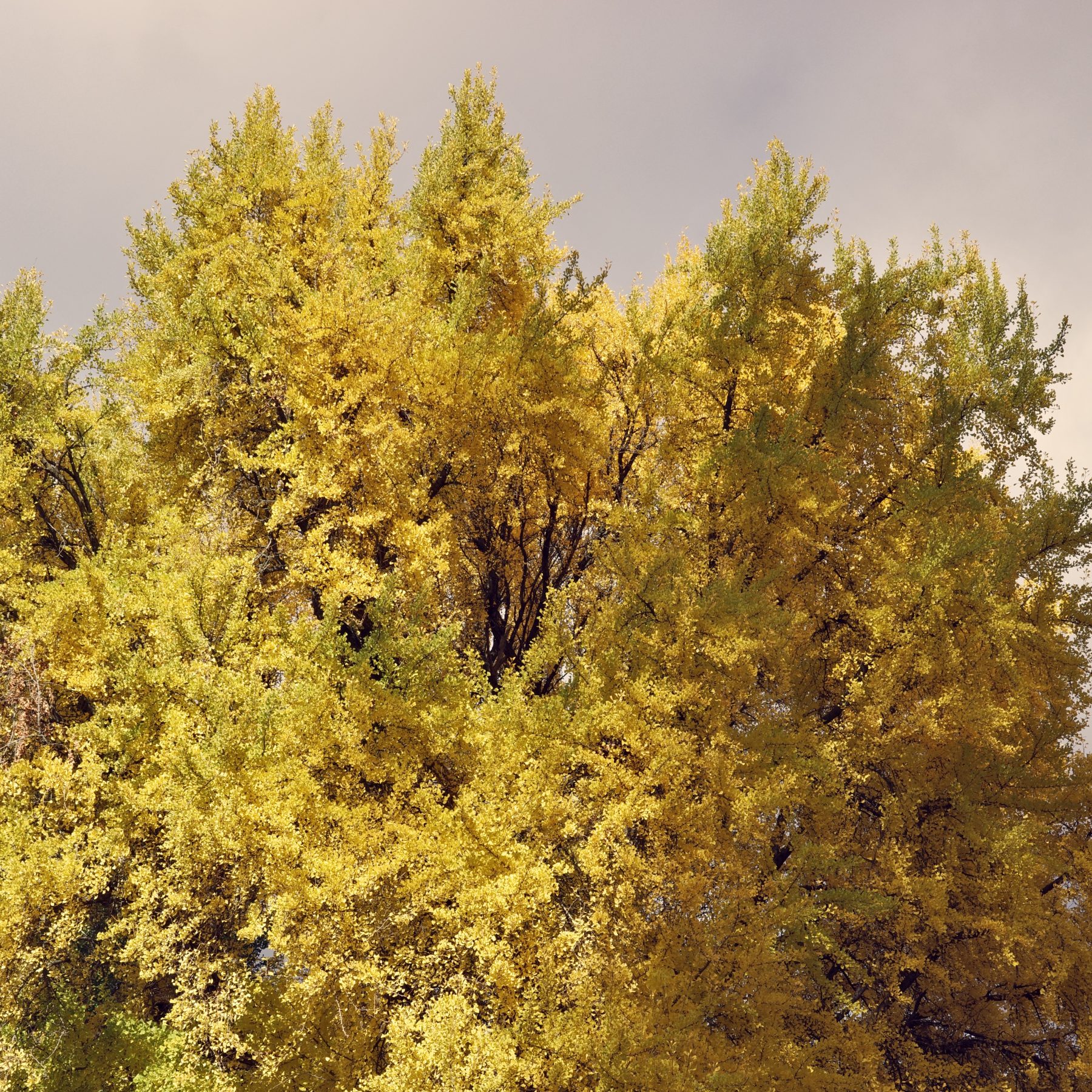 Thickets